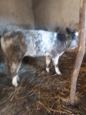 vitea albastru belgian 2 luni