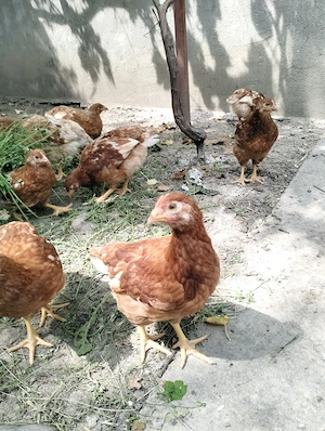 Puice Hy line brown