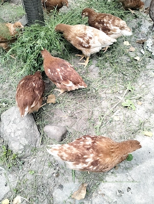 Puice Hy line brown - imagine 3