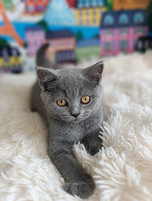 pui fetiță British Shorthair ORADEA  - imagine 2
