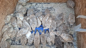 Pui de prepelita Jumbo Gold