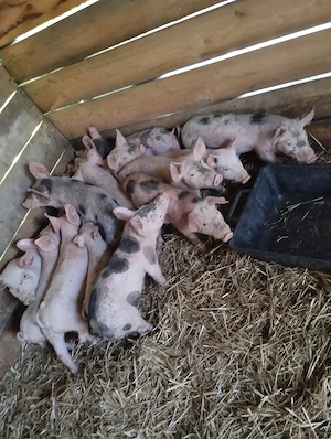 Vând purcei de 8 săptămâni rasă marele alb cu pietrain 