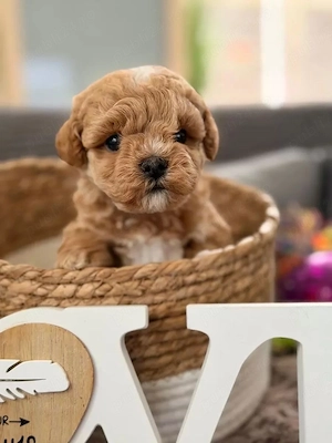 puiuti de maltipoo pudel toy - imagine 3