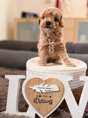 puiuti de maltipoo pudel toy - imagine 2