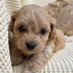 baieti si fete de maltipoo bichon toy - imagine 2