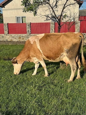 vand vaca si tauras