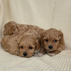 puiuti de mini maltipoo 