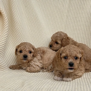 puiuti de mini maltipoo  - imagine 2