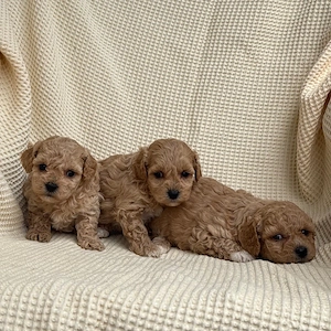 puiuti de mini maltipoo  - imagine 3