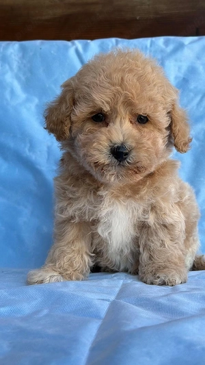 Pui de maltipoo toy premium pudel toy+bichon  - imagine 4