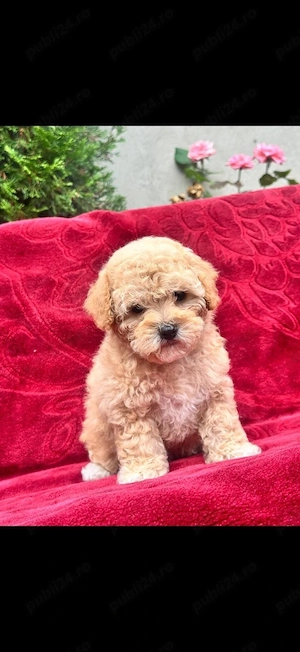 Pui de maltipoo toy premium pudel toy+bichon  - imagine 3