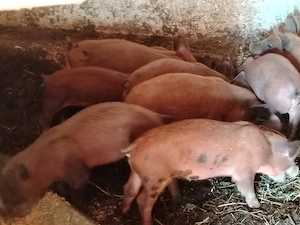Vând purcei duroc 