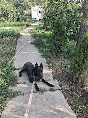 femela malinois - imagine 3