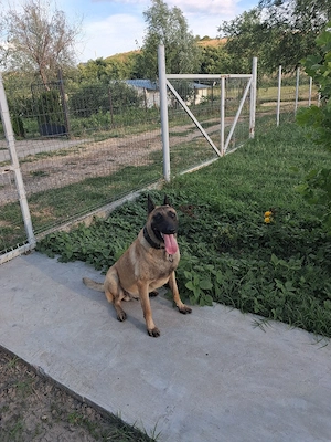 mascul malinois - imagine 2