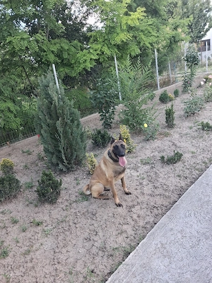 mascul malinois - imagine 5