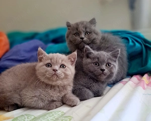 British shorthair adorabili! - imagine 2