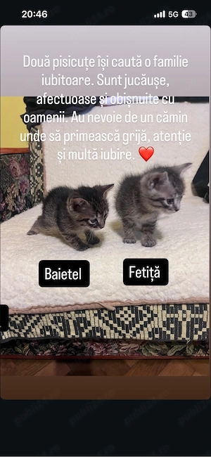 adoptie 3 pui de pisica  - imagine 2