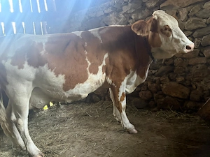 Vaca baltata romaneasca. - imagine 3