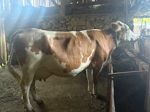 Vaca baltata romaneasca. - imagine 2