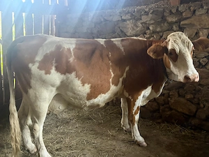 Vaca baltata romaneasca. - imagine 4