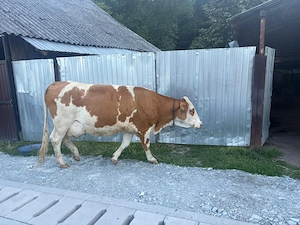Vaca baltata romaneasca.