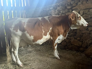 Vaca baltata romaneasca. - imagine 5