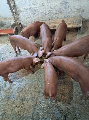 purcei duroc