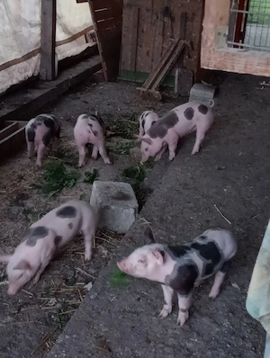 purcei rasa de carne