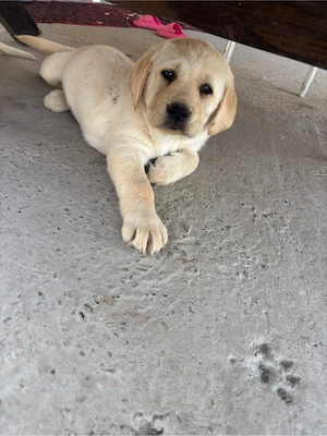 labrador 7 saptamani