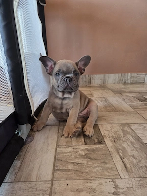 Băiețel bulldog francez 