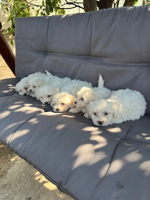 Vând pui bichon masculi  - imagine 3