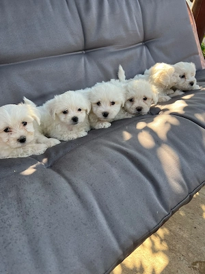 Vând pui bichon masculi  - imagine 2