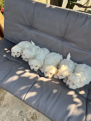 Vând pui bichon masculi  - imagine 5