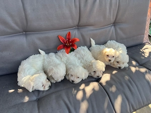 Vând pui bichon masculi  - imagine 4