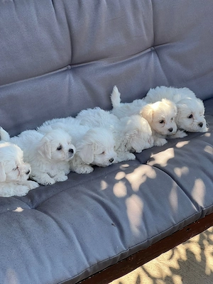 Vând pui bichon masculi 
