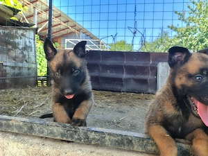 Ciobanesc belgian malinois  - imagine 3