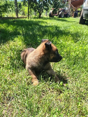 Ciobanesc belgian malinois  - imagine 5