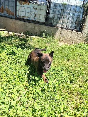 Ciobanesc belgian malinois  - imagine 4