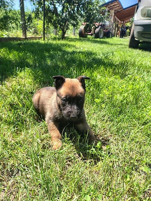 Ciobanesc belgian malinois  - imagine 2