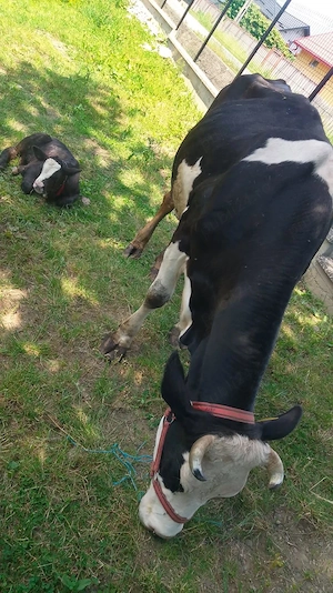 Vaca și vitel angus - imagine 2