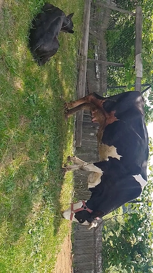 Vaca și vitel angus