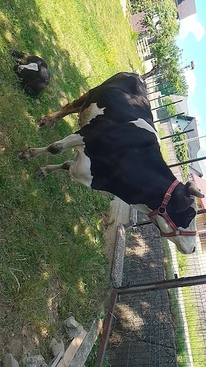 Vaca și vitel angus - imagine 4