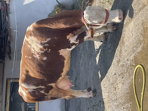 Vaca de lapte de vânzare !