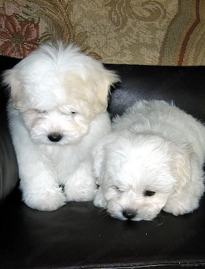 pui bichon maltese mini toy  - imagine 5