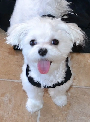 pui bichon maltese mini toy  - imagine 4