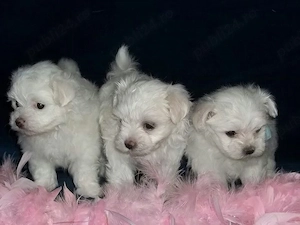 pui bichon maltese mini toy  - imagine 2