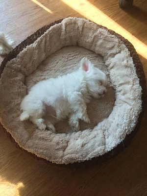 pui bichon maltese mini toy  - imagine 3