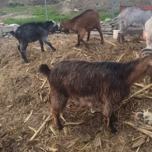 capre, iezi, țapi de vanzare