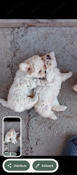 Vând cățeluș bichon javanez albi (fata și băiat), deparazitați ,primul vaccin + carnetele .