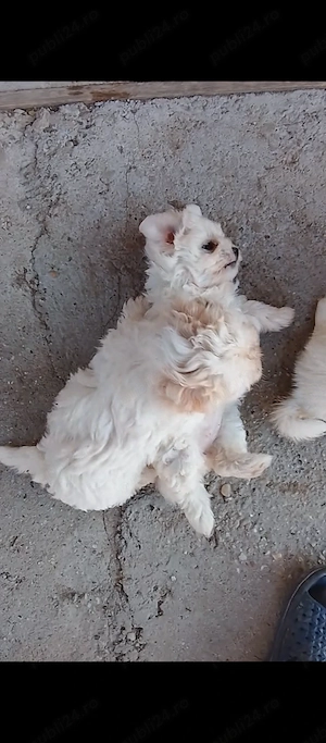 Vând cățeluș bichon havanez albi (fata și băiat), deparazitați ,primul vaccin + carnetele . - imagine 3
